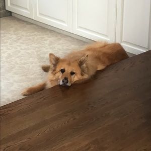 Meet your Posher, Connor